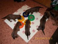 jamniki przy miskach